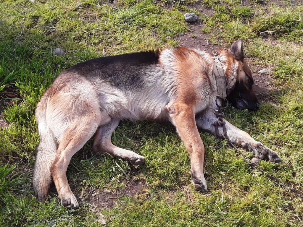 犬 ドライフード 体調不良 食べない 原因