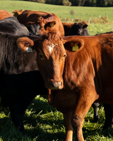 Boeuf nourri à l'herbe