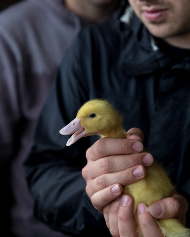 Canard nourri aux grains entiers