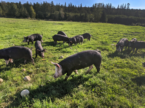 Porc Berkshire du Québec - Ferme d'Orée