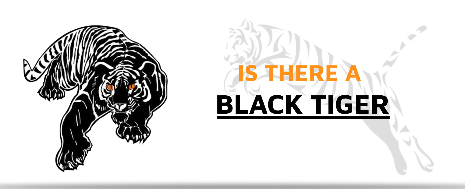 Is there a Black Tiger? | Tiger-Universe
