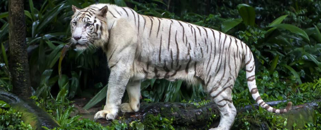 white tiger