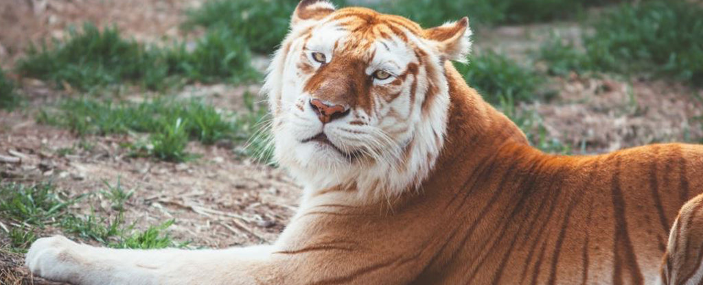 golden tiger