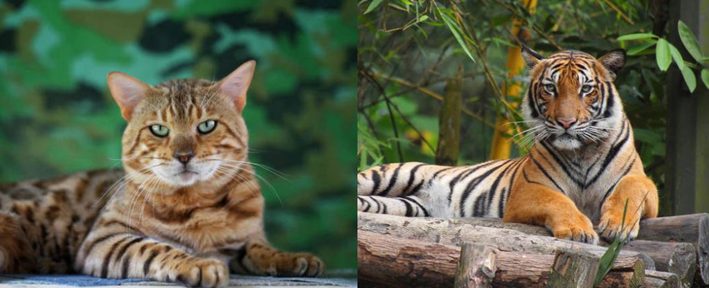 What are the Similarities Between Tiger and Cat?