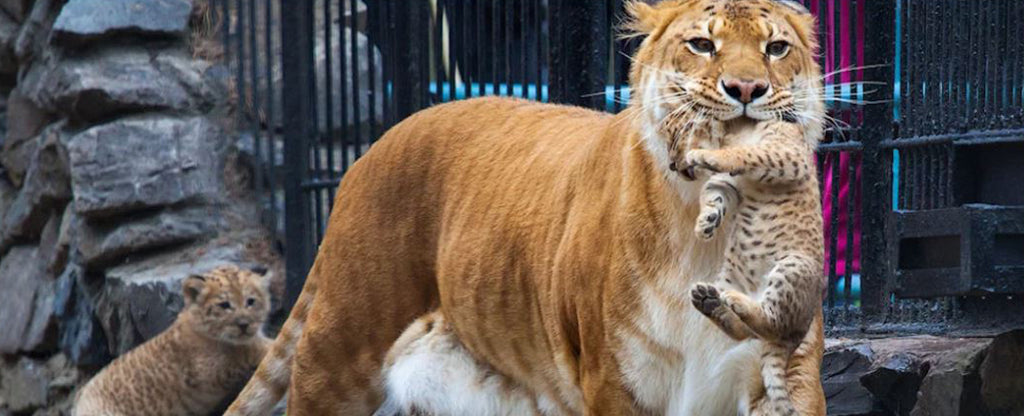 fetching new born liger