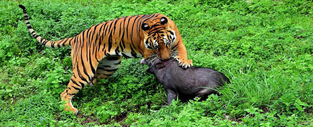 tiger eating carnivore