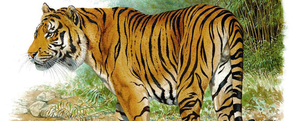 Javan tiger