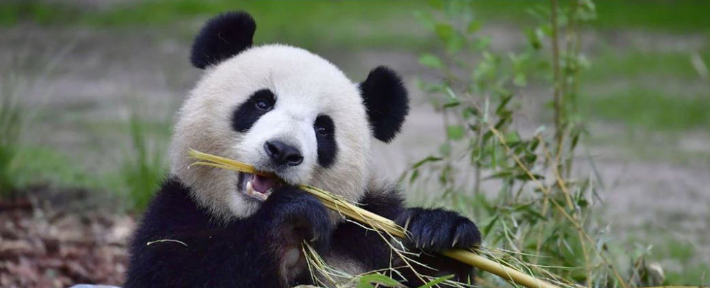 eating panda