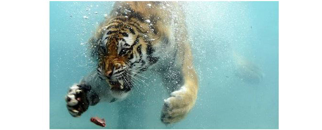 tiger under the water