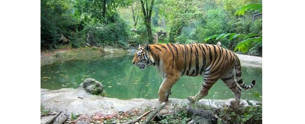 tiger walking around