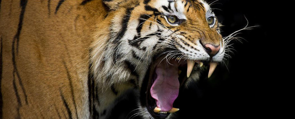 tiger wide roar