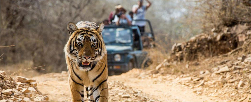 tiger running