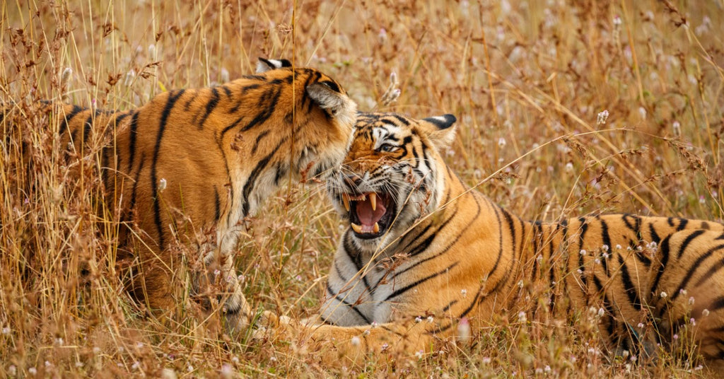 male and female tiger