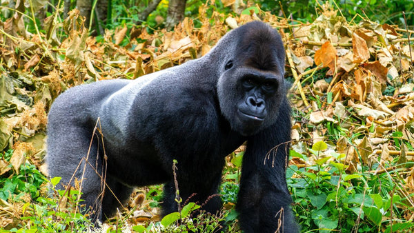 gorilla in the wild