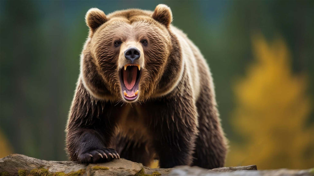 grizzly-bear-in-the-forest