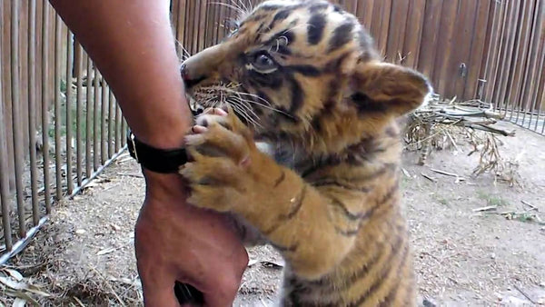 tiger cub bite a hand