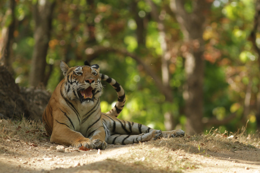 A tigress in the wild
