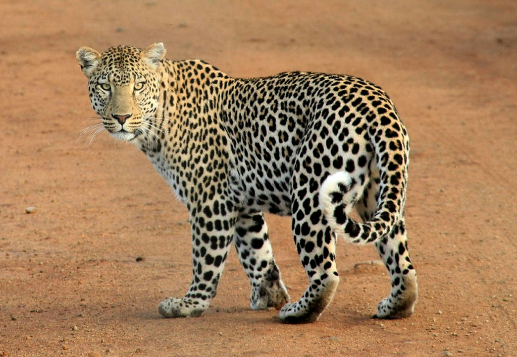 leopard in savana