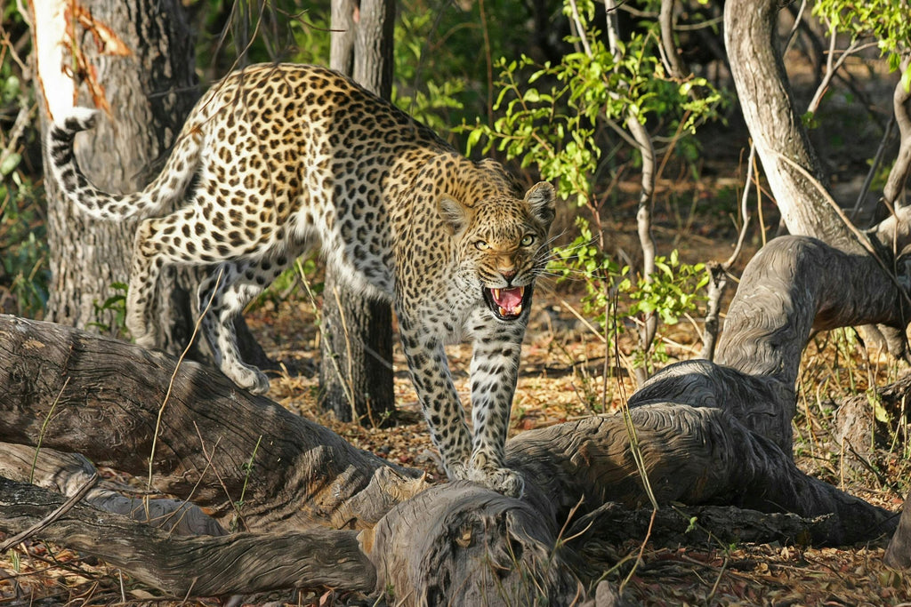 leopard roaring in forest