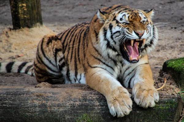 tiger roaring