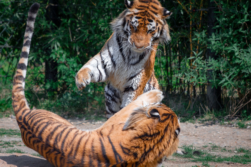 2 tigers playing