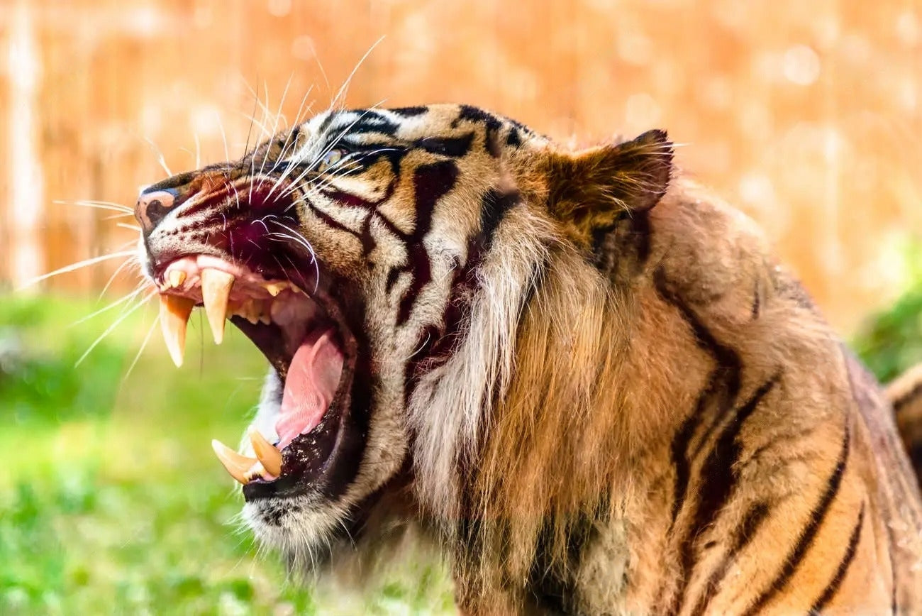 Tiger Roaring