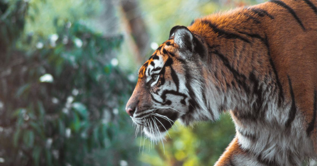 The best places to see tigers in the wild in 2022 – Lonely Planet