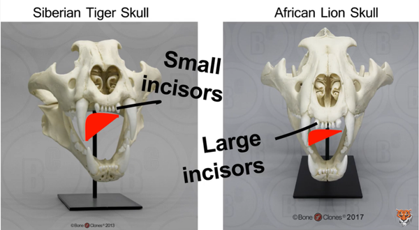tiger and lion skull comparaison