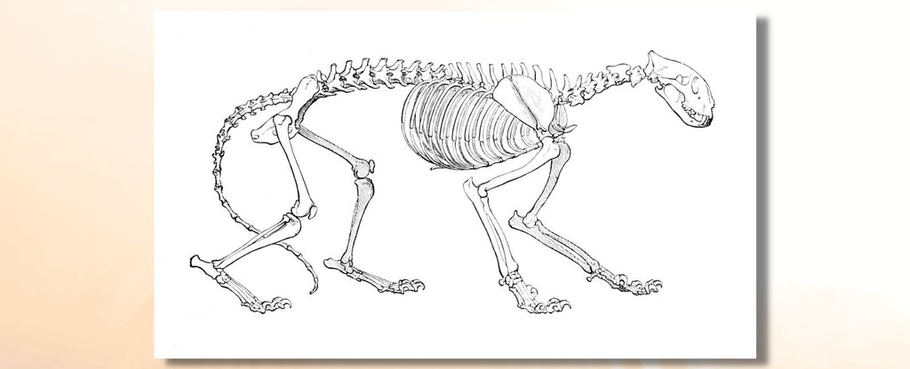 tiger skeleton