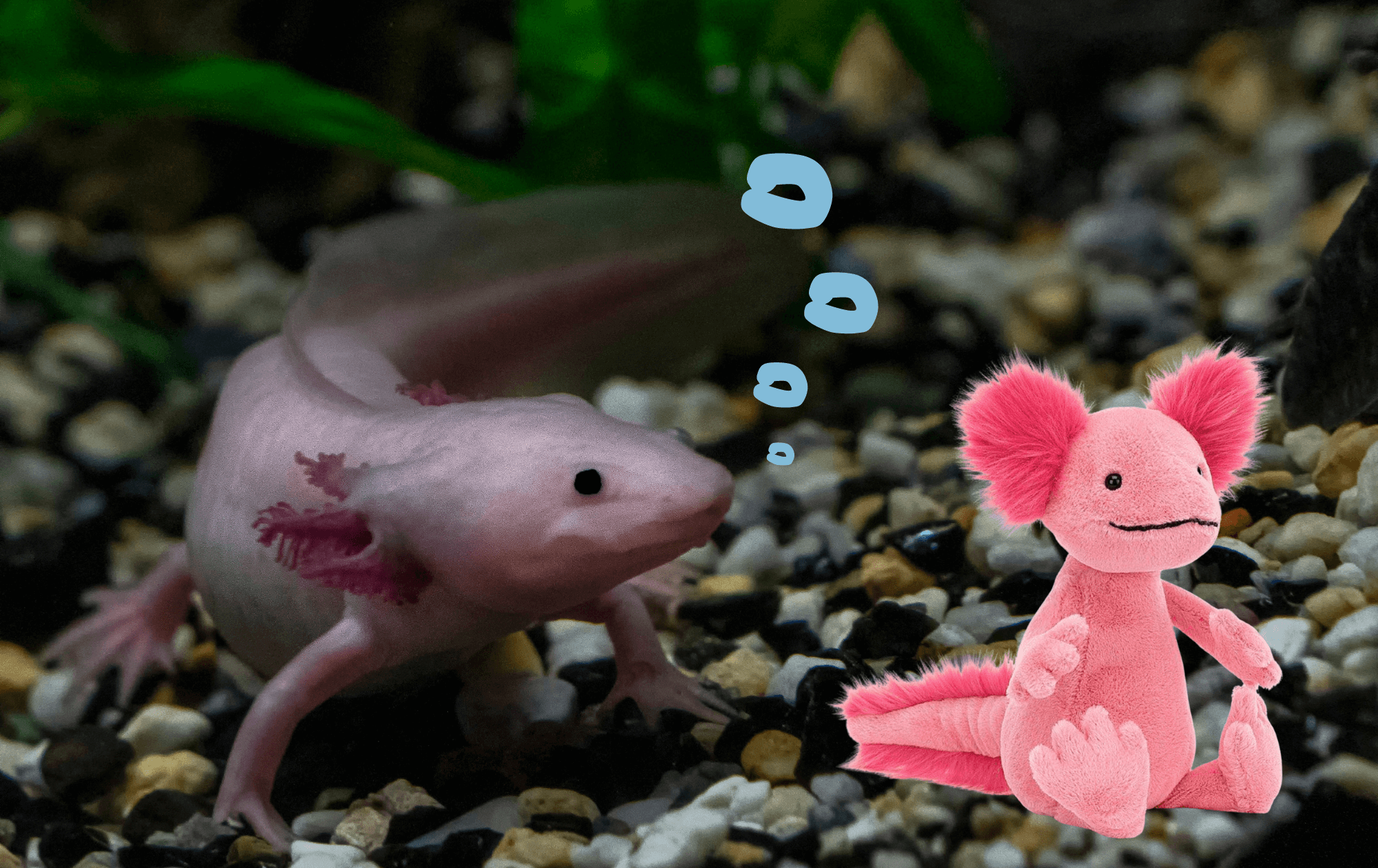 Axolotl minecraft jellycat toys 2024 toy trend predictions toy world toy kingdom australia