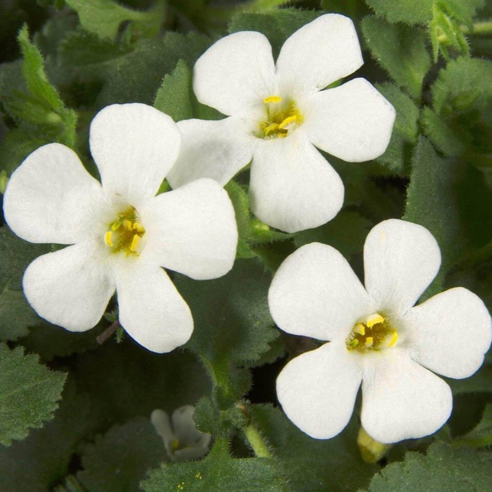 Bacopa flower