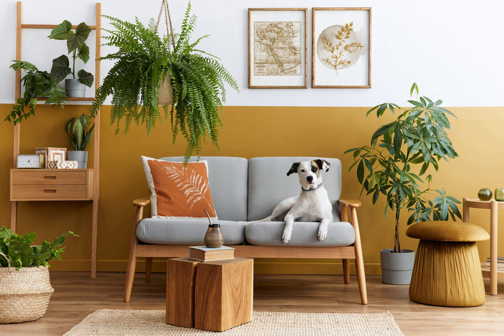 beautiful dog lying on the sofa