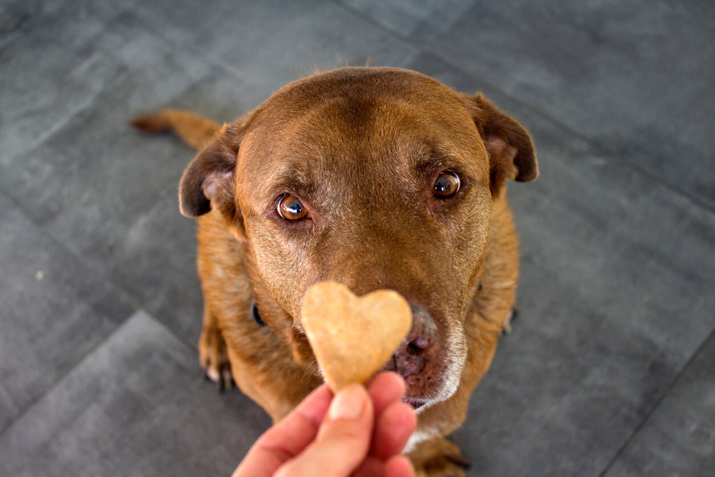 dog treat