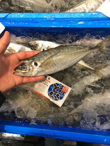 島根県 特選アジ マアジ okawari 豊洲直送 豊洲市場 鮮魚通販