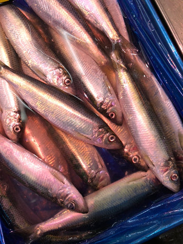 新子ニシン 北海道 Okawari 鮮魚通販 豊洲直送 豊洲市場