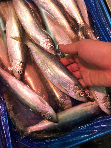 新子ニシン 北海道 Okawari 鮮魚通販 豊洲直送 豊洲市場