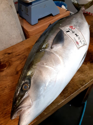 氷見ぶり　寒ブリ　氷見鰤　寒鰤　Okawari　豊洲直送　鮮魚通販