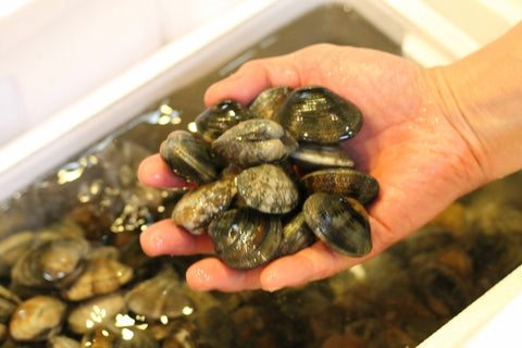 国産アサリ　愛知県　浜名湖　okawari 鮮魚通販 豊洲直送