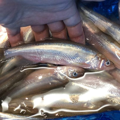 大国ししゃも　北海道産　okawari 鮮魚通販　豊洲直送