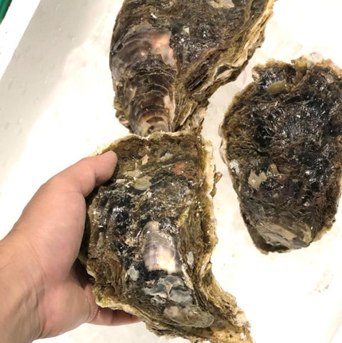 長崎県郷ノ浦産　岩牡蠣　黄金かき　鮮魚通販　Okawari鮮魚店