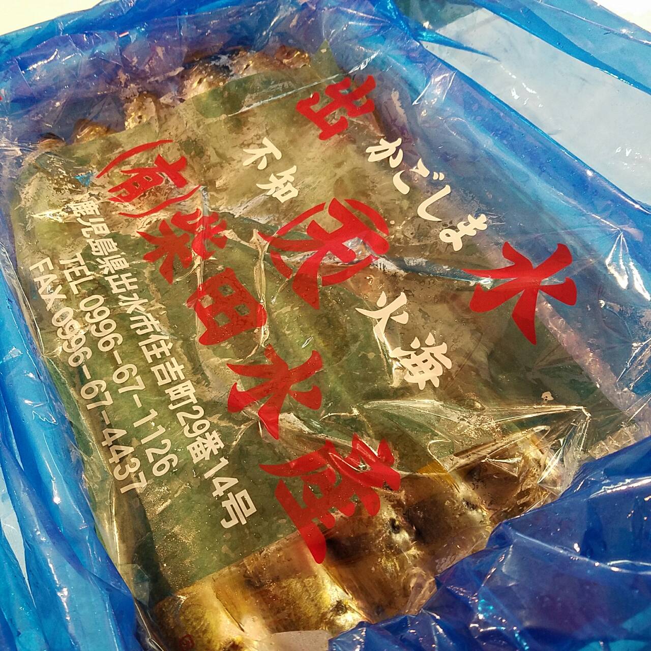 出水 特上 釣り鯵 豊洲最高級 鹿児島出水産 計5尾 1尾150 0g前後 出水アジ５尾 冷蔵 豊洲おかわり鮮魚店