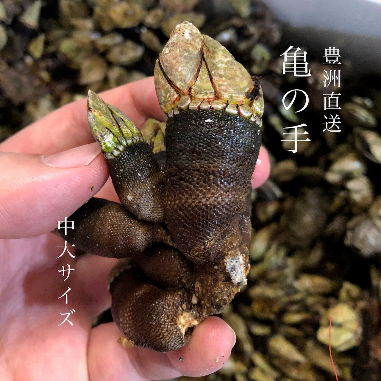 鮮魚通販［豊洲 Okawari 鮮魚店］活 しったか 尻高 シッタカ 貝 国産