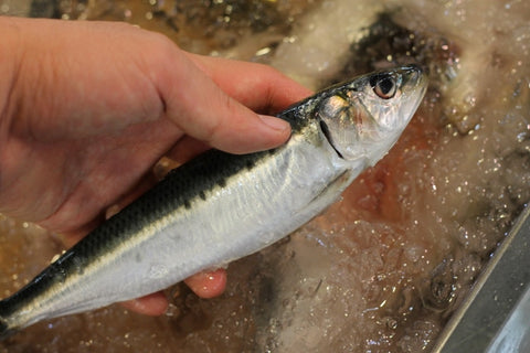 鮮魚通販 豊洲 Okawari 鮮魚店 イワシ 入梅イワシ 鰯 いわし 北海道 境港 銚子 岩手 大阪産 他 豊洲直送 約150 0g 尾ｘ5尾 脂イワシ５尾 冷蔵 豊洲おかわり鮮魚店