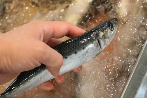 鮮魚通販 豊洲 Okawari 鮮魚店 イワシ 入梅イワシ 鰯 いわし 北海道 境港 銚子 岩手 大阪産 他 豊洲直送 約150 0g 尾ｘ5尾 脂イワシ５尾 冷蔵 豊洲おかわり鮮魚店