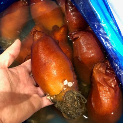 天然赤ホヤ 北海道根室産 中サイズ 5個 赤海鞘ｘ５個 冷蔵 豊洲直送 豊洲おかわり鮮魚店