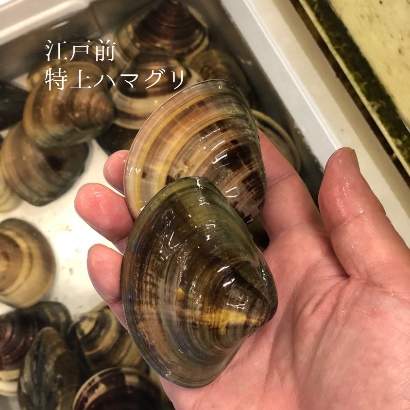 鮮魚通販［豊洲Okawari鮮魚店］本ミル貝 海松貝 みる貝 （1個約300