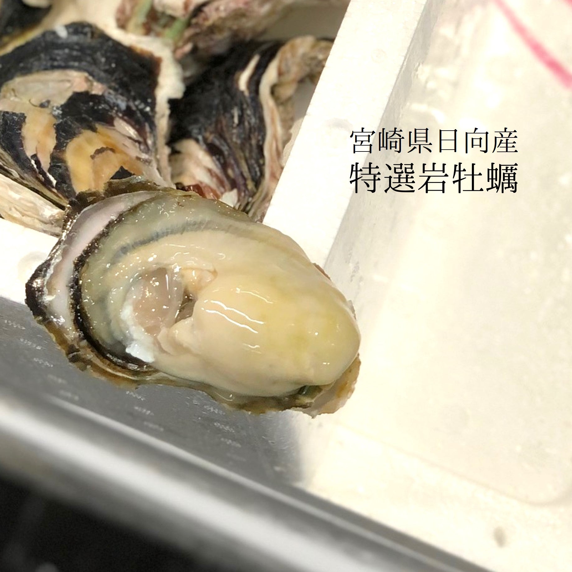 旬のおすすめ 豊洲おかわり鮮魚店