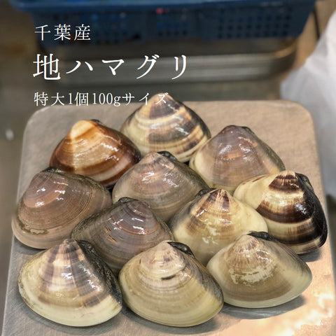 鮮魚通販 豊洲 Okawari 鮮魚店 天然 地はまぐり 生 活け 特大サイズ 千葉産 冷蔵 地ハマグリ 地蛤 豊洲おかわり鮮魚店