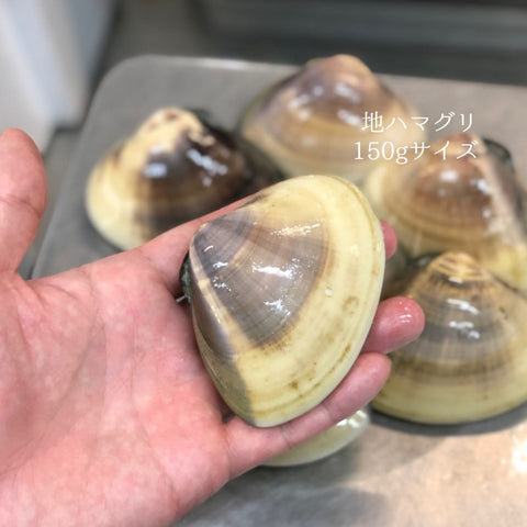 鮮魚通販 豊洲 Okawari 鮮魚店 天然 地はまぐり 生 活け 特大サイズ 千葉産 冷蔵 地ハマグリ 地蛤 豊洲おかわり鮮魚店