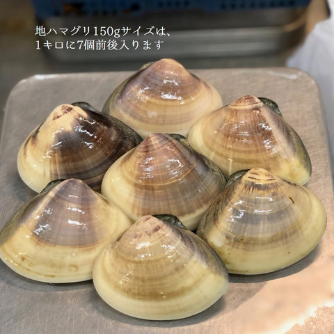 鮮魚通販 豊洲 Okawari 鮮魚店 天然 地はまぐり 生 活け 特大サイズ 千葉産 冷蔵 地ハマグリ 地蛤 豊洲おかわり鮮魚店